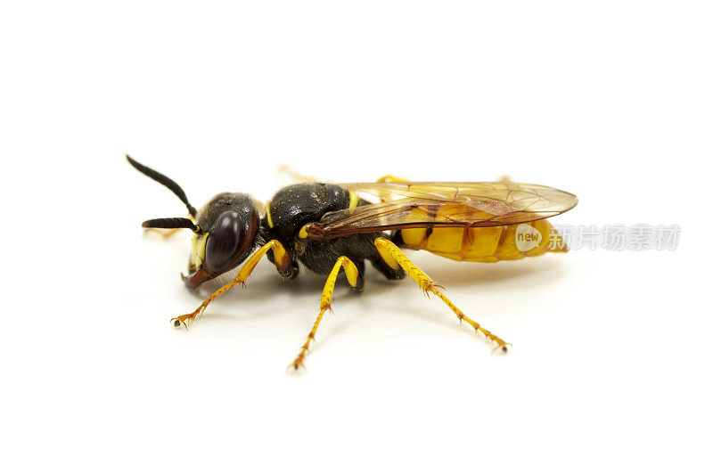 欧洲牛羚的特写照片(Philanthus triangle ulum)